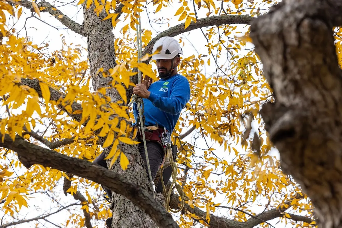 Skilled Tree Planting crew working in Novi